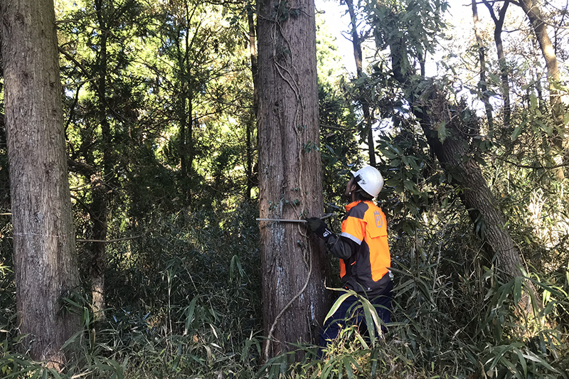 山林立木の買取