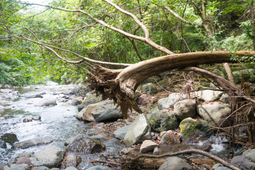 自然災害による被害